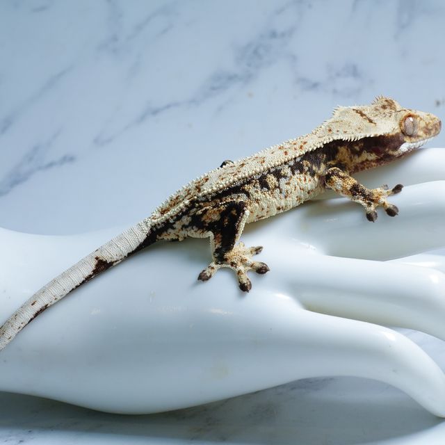 드리피 화이트스팟