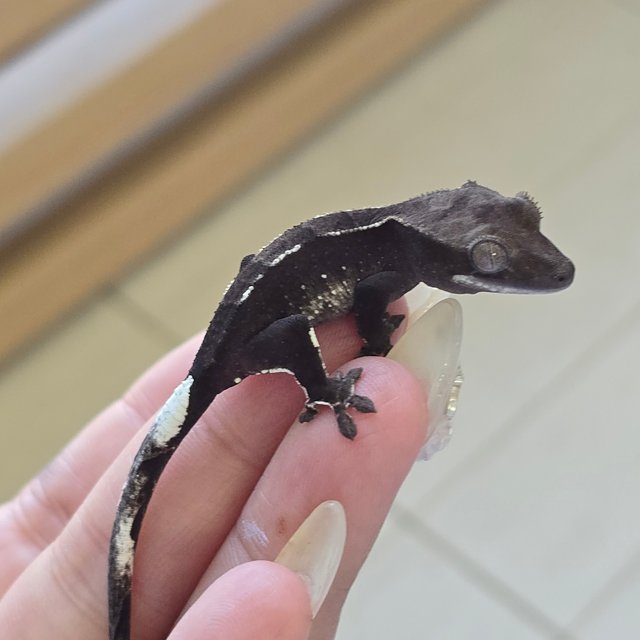 Axanthic