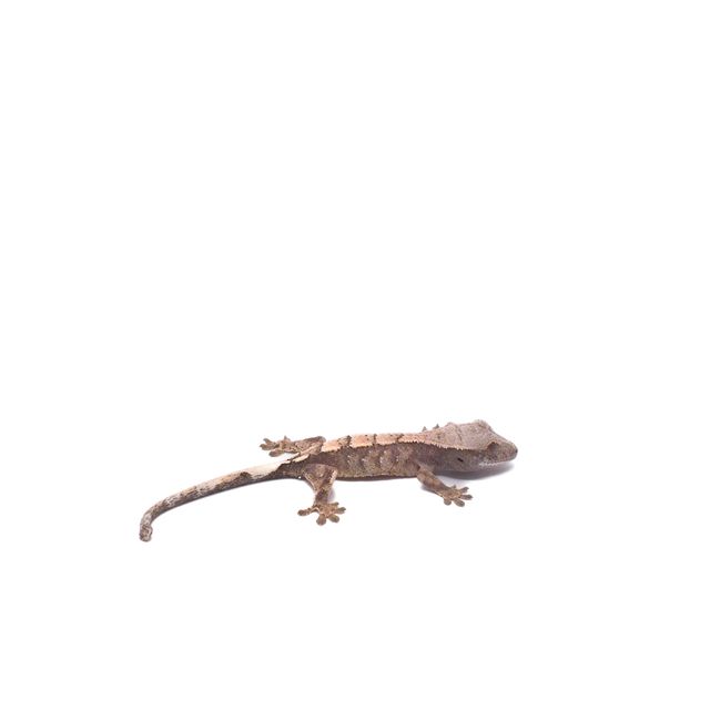 세이블