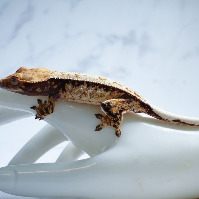 Extreme Harlequin White Spot Tri Full Pinstripe