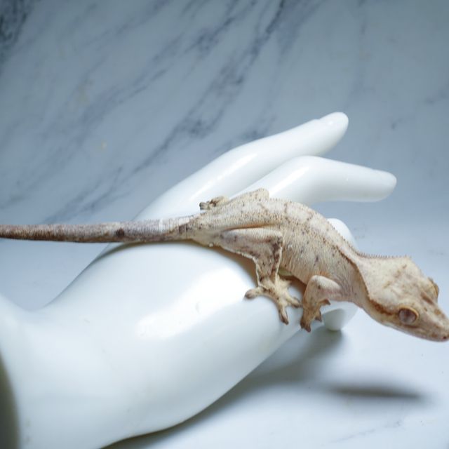 크림 옐로우 팬텀