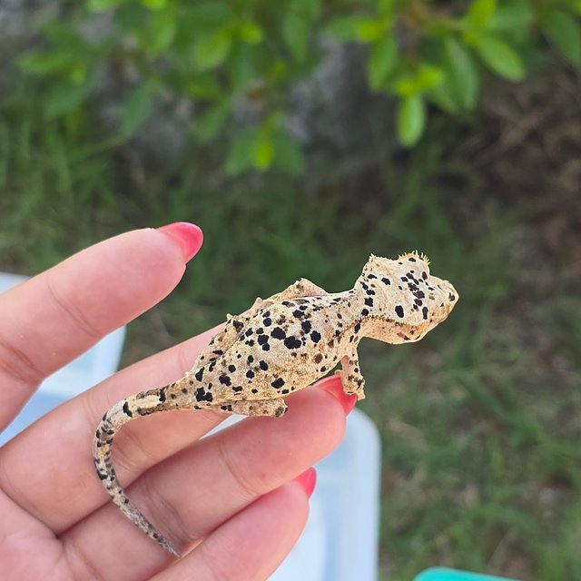Dalmatian Super Dalmatian