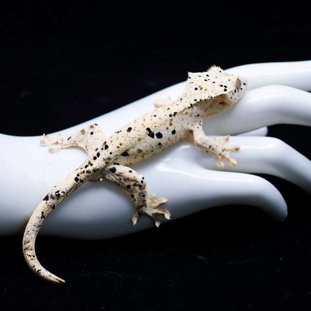 Dalmatian Super Dalmatian