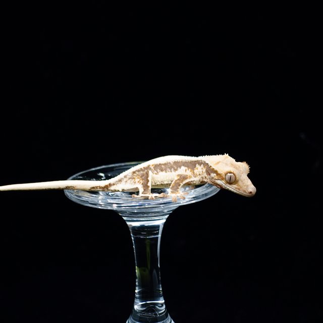 Lilly 100% Het Axanthic