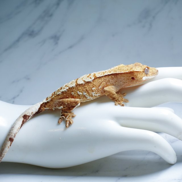 Cream Yellow Creamsicle