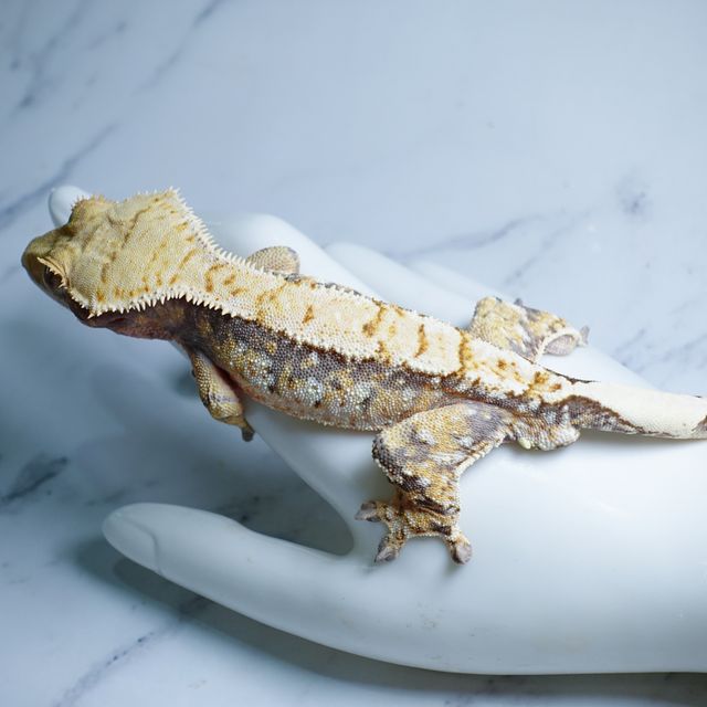 White Spot Drippy Extreme Harlequin Tri