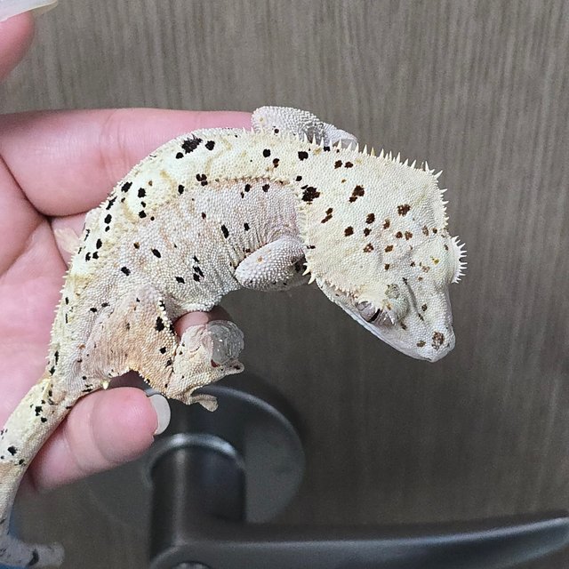 Super Dalmatian