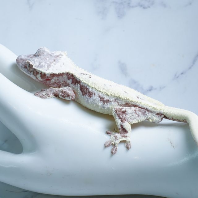 릴리 세이블