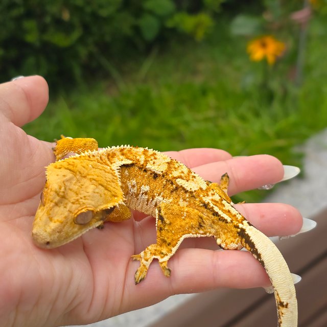 Tri Extreme Harlequin