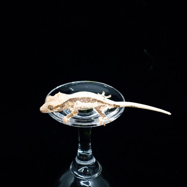 Lilly 100% Het Axanthic