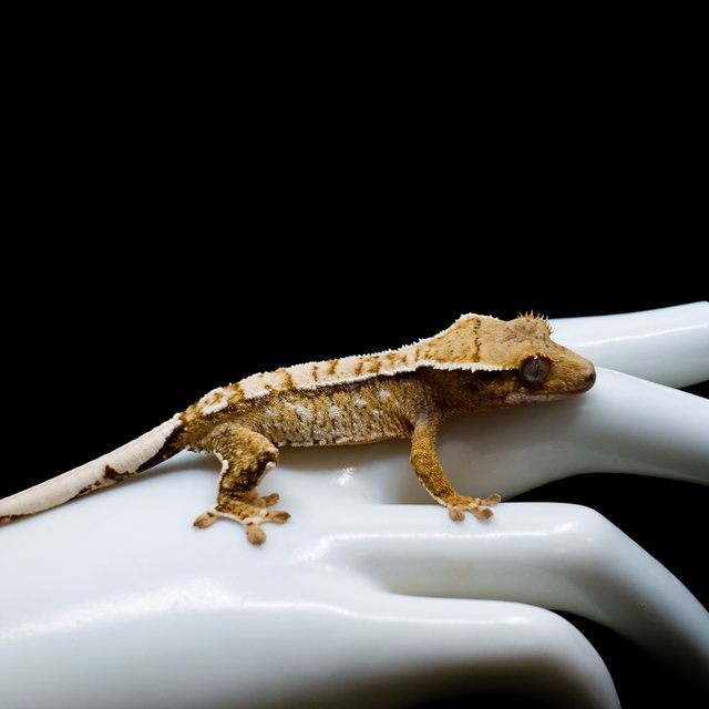 White Spot Normal White Crown