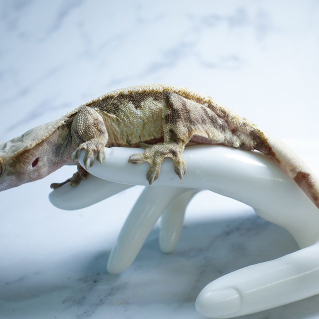 트라이 익스트림할리퀸 드리피 화이트스팟