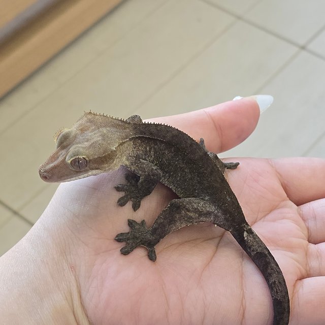 Axanthic