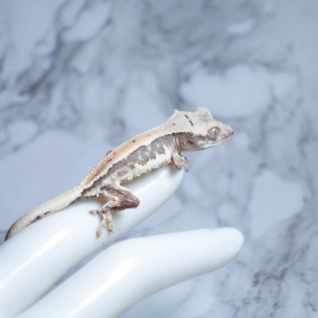 Lilly 100% Het Axanthic