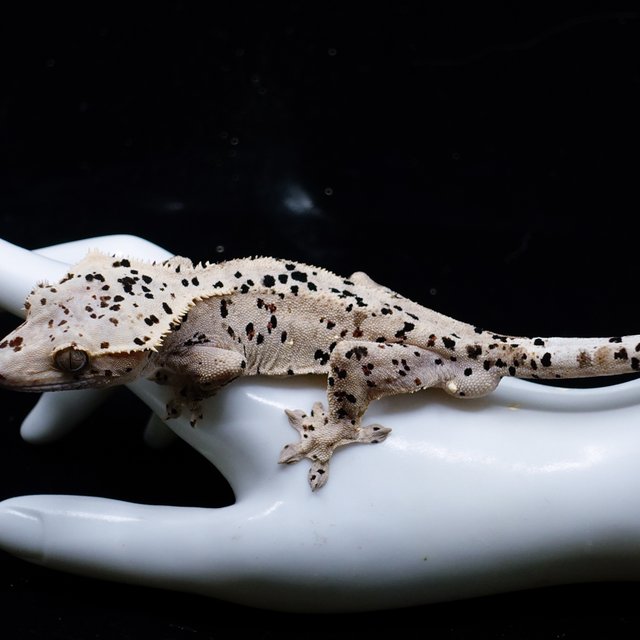 Dalmatian Super Dalmatian