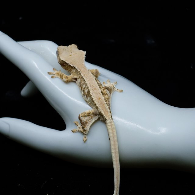 100% Het Axanthic
