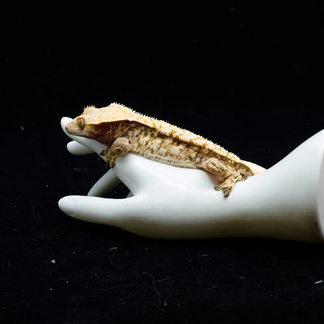 Tri Extreme Harlequin