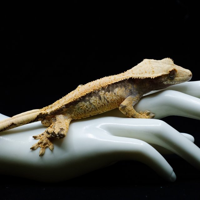 트라이 익스트림할리퀸