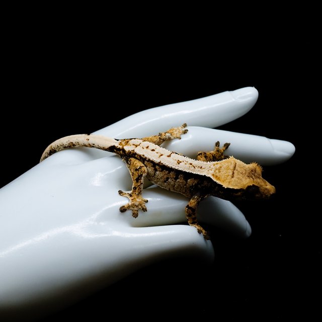 Tri Extreme Harlequin