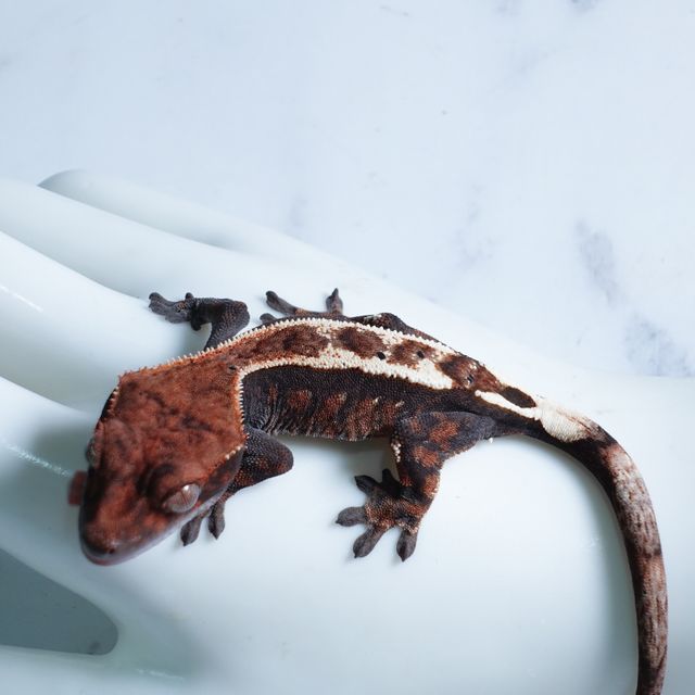세이블