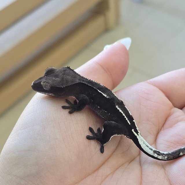 Axanthic