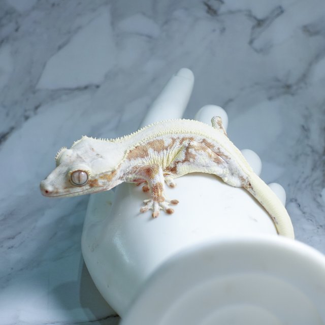 릴리화이트 옐로우 크림 크림시클