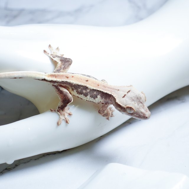 Lilly 100% Het Axanthic