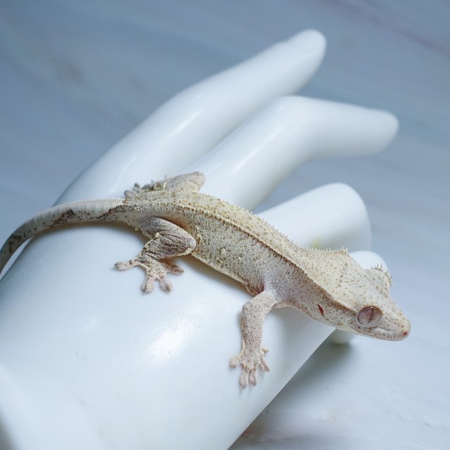 옐로우 크림 팬텀