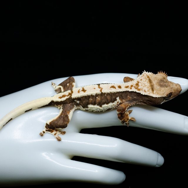 릴리100%헷아잔틱