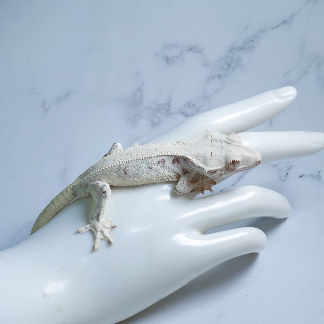 Lilly White