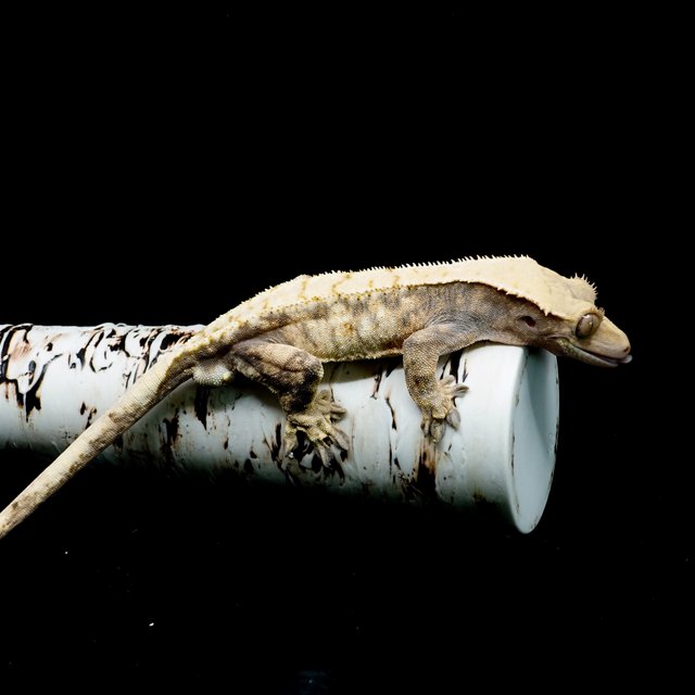 트라이 익스트림할리퀸