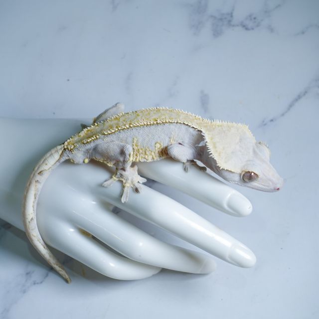 100% Het Axanthic