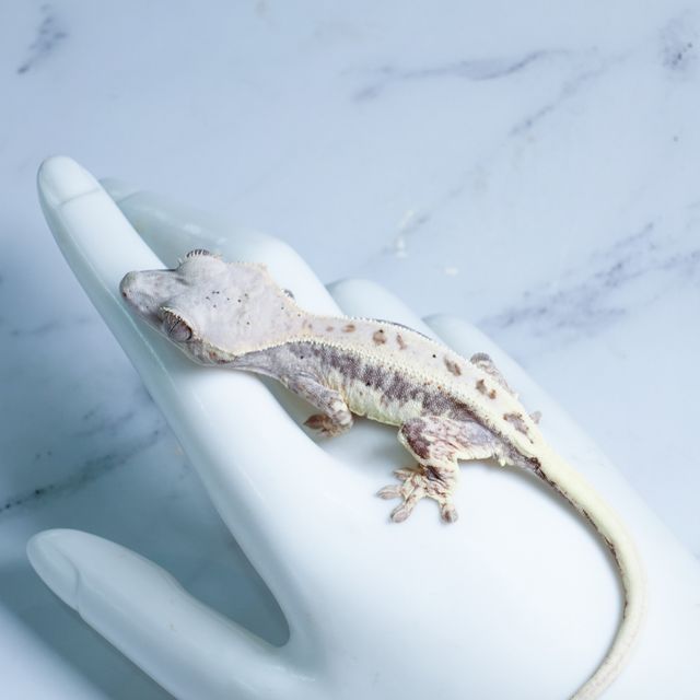 프라푸치노