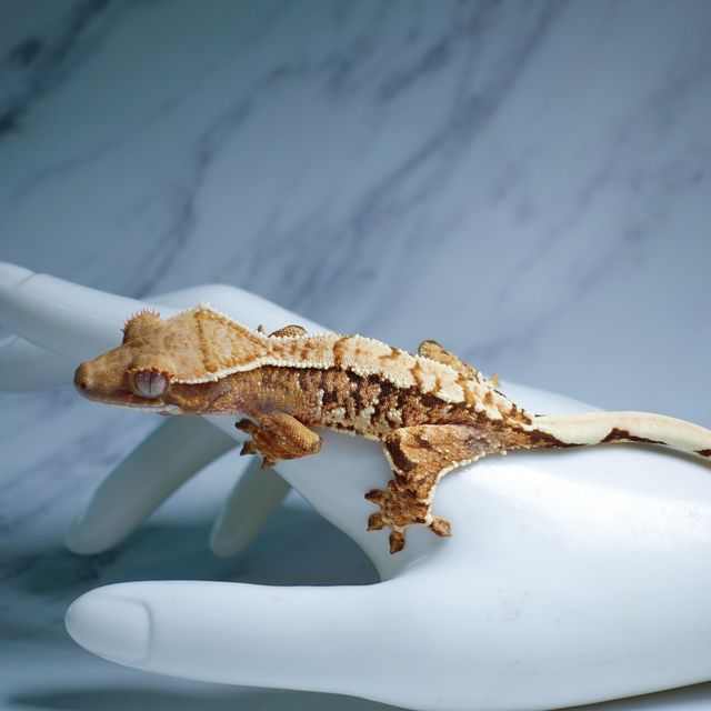 Extreme Harlequin Tri