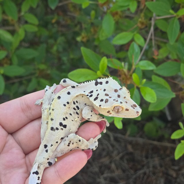 Dalmatian Super Dalmatian