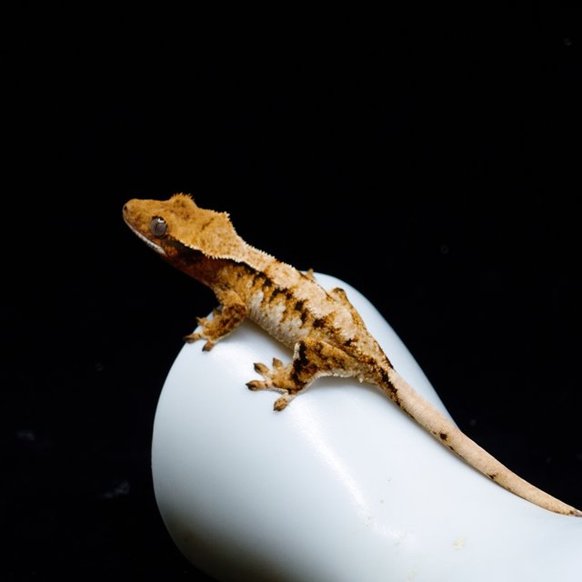 Tangerine Halloween Extreme Harlequin Tri