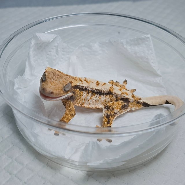 Tri Extreme Harlequin Drippy