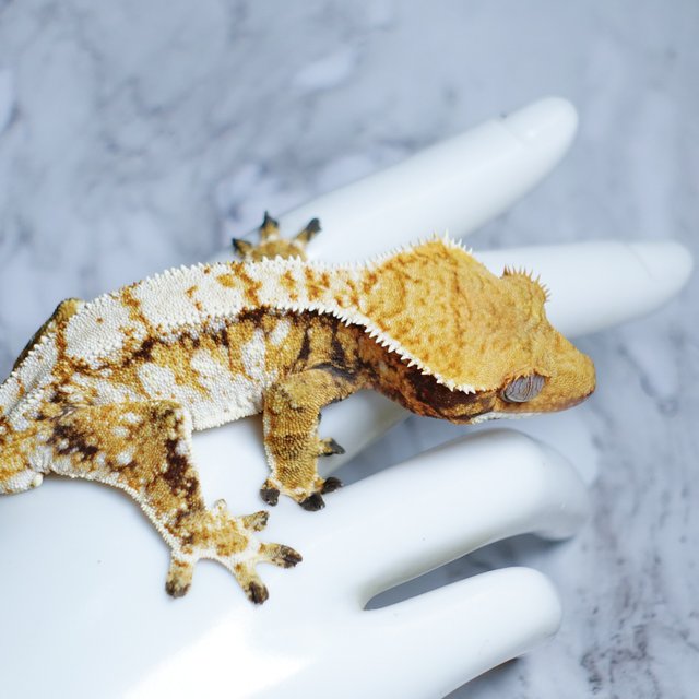 트라이 익스트림할리퀸