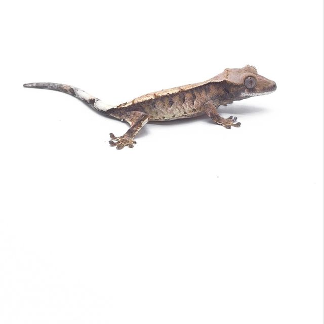카푸치노 트라이