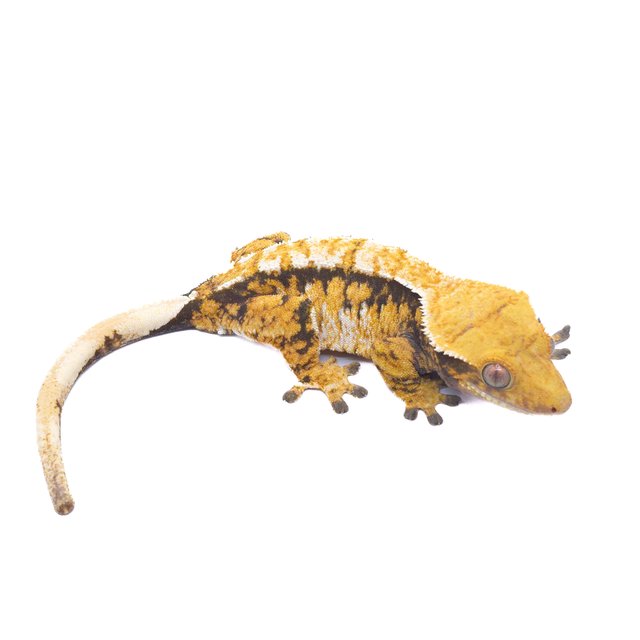 트라이 익스트림할리퀸