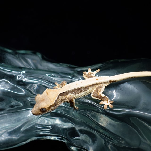 Lilly 100% Het Axanthic