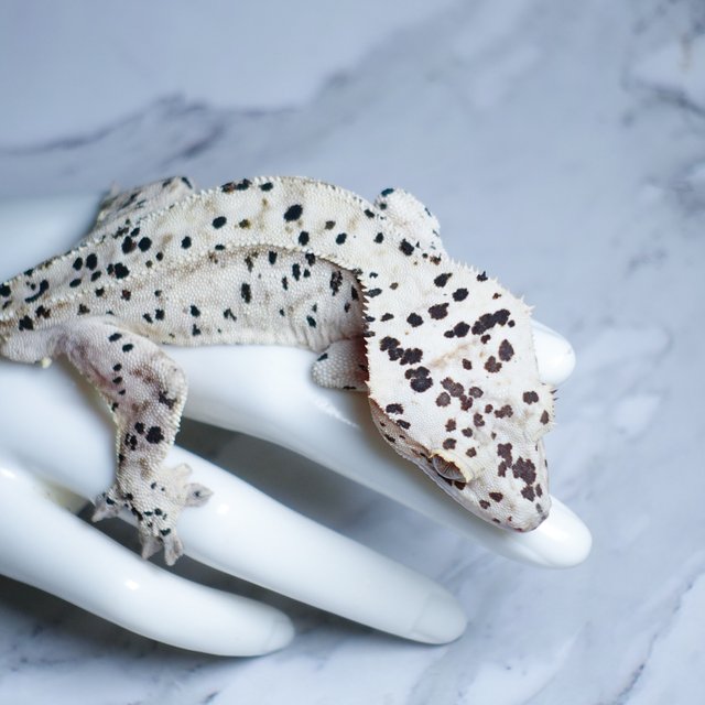 Super Dalmatian Dalmatian