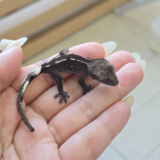 Axanthic