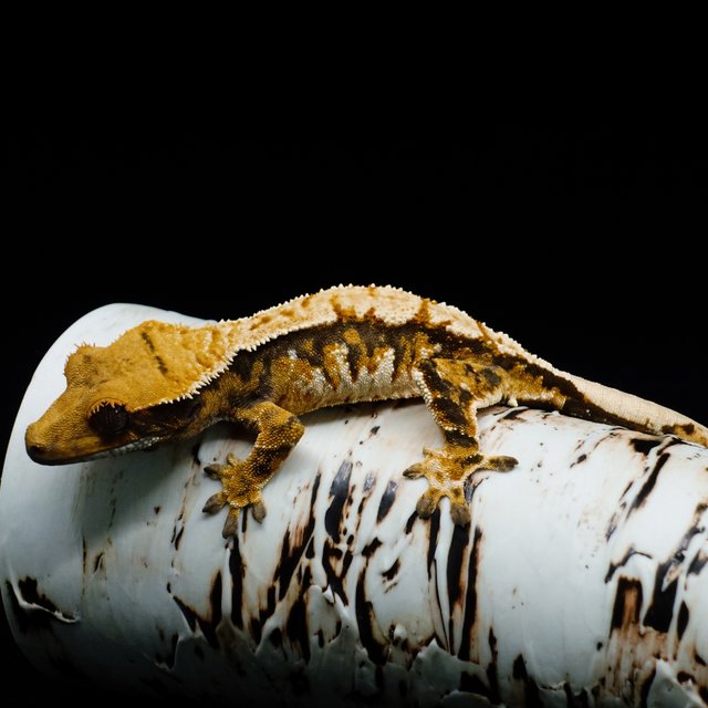 익스트림할리퀸 트라이 텐저린