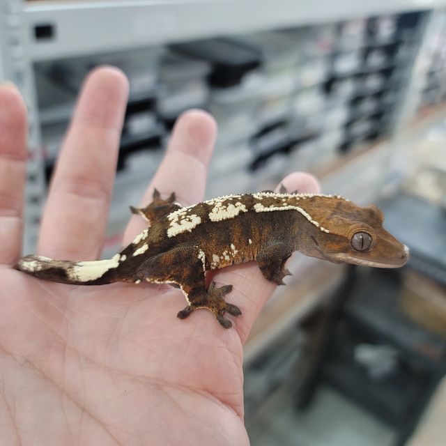 세이블