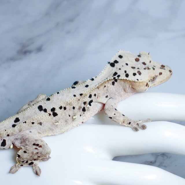 Super Dalmatian Dalmatian