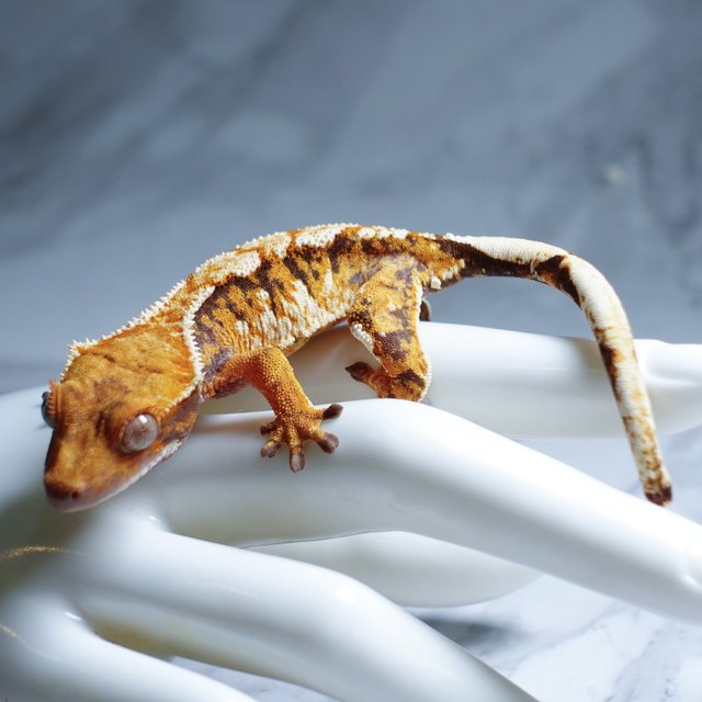 Tangerine Tri Extreme Harlequin