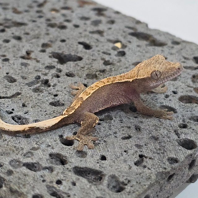100% Het Axanthic Pied