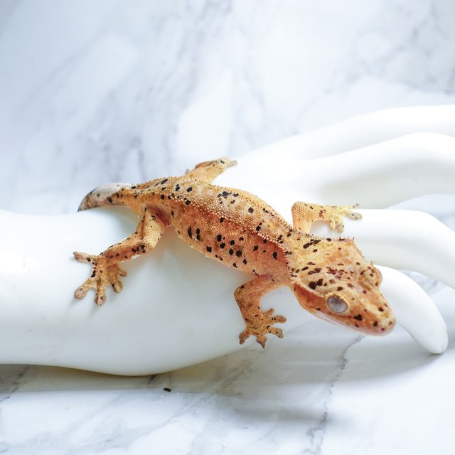 슈퍼달마시안 달마시안