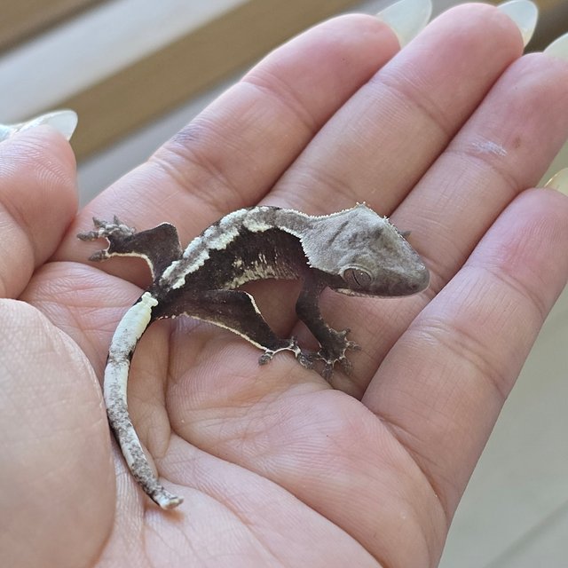 Axanthic